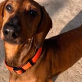 sausage dog Mario
