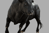 The bull caused chaos at the rugby league match 