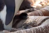 Rare penguin chick hatched at Edinburgh Zoo