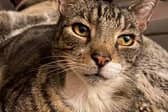 Sidney, a former stray cat, paid it forward by rescuing a poorly stray kitten