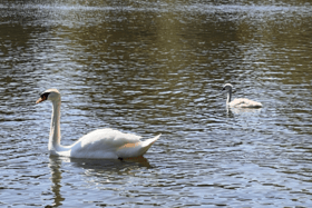 Swans at Markeaton Park, Derby