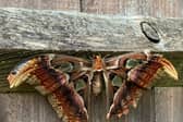 Moth in Sharron Long’s garden.