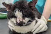 Clint the cat