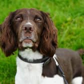 Indy and Lou are ready to patrol the streets of Derbyshire