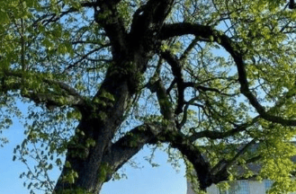 There are calls for this tree to be felled next to a Derby Tesco store 'in the interests of safety'