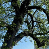 There are calls for this tree to be felled next to a Derby Tesco store 'in the interests of safety'