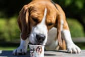 Dogs can join the paw-ty, keep cool with frozen yoghurt treats and have a paw-some time at the festival