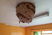 Massive Asian Hornet nest discovered in derelict house - prompting fresh warnings 