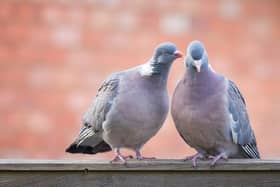 Two pigeons were found dead with swastikas carved on their chests in a riverside town in Cambridgeshire - Credit: Adobe