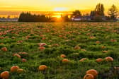 Local patches are preparing for thousands of visitors in October. Photo by James Wheeler