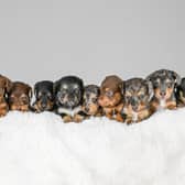 The huge brood of sausage dog puppies.