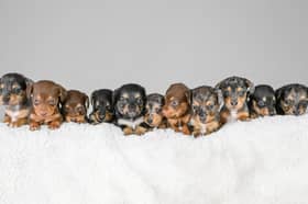 The huge brood of sausage dog puppies.