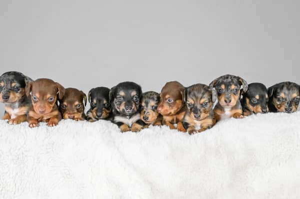 The huge brood of sausage dog puppies.