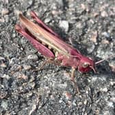 Leonie thought the super-rare pink grasshopper was a caterpillar.