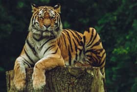 Sumatran tigers are a critically endangered species from Indonesia, with less than 400 individuals left in the wild
