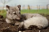 This Arctic fox is one of a new trio at Peak Wildlife Park