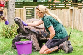 Help a zoo keeper take care of an Aldabra Giant Tortoise, which can weigh up to 250kg | Image Twycross Zoo