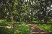 We're not expecting a white Christmas, so it may be nice to enjoy some winter sunshine in Derby Arboretum Park | Image Yassine Khalfalli Unsplash