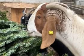 Goats enjoyed a nibble of Christmas tree on a Derby farm | Bluebell Dairy Farm