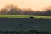 A 'big cat' sighting in Cheshire