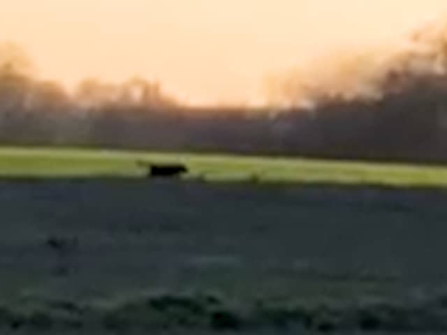 A 'big cat' sighting in Cheshire