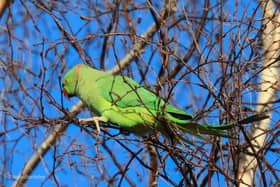 Parakeets on the rise across the East Midlands