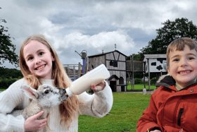 One of the activities at Bluebell Dairy & Farm is feeding cute lambs | Image Bluebell Dairy & Farm