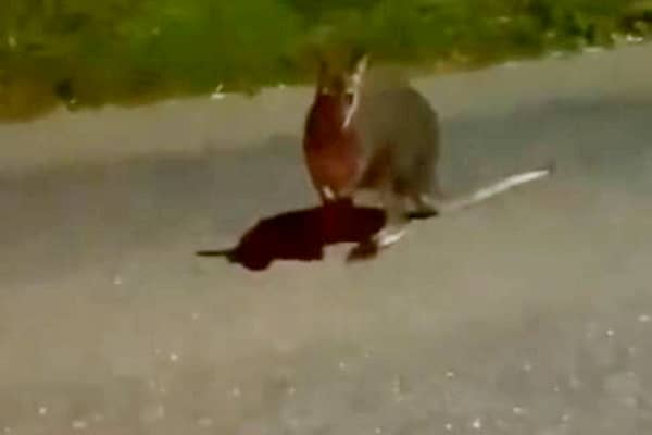 The wallaby pictured on the main road in Devon.  A startled motorist has captured footage of a wallaby bouncing along a main road - in the UK.  The video was sent to documentary filmmaker and wildlife researcher Tim Whittard who investigates reports of out-of-place animals. 