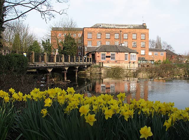 Daffodils at Darley Mills 