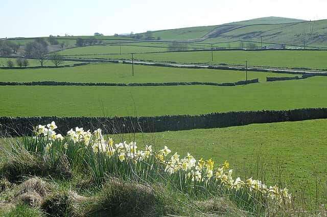 Daffodils and green fields by the High Peak Trail