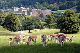 Fallow deer in Chatsworth Park, Derbyshire 