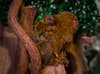 Telford Exotic Zoo celebrates the birth of the world's tiniest monkey twins