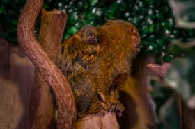 Mum gives newborn pygmy marmosets a piggy back ride at Exotic Zoo