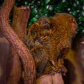 Mum gives newborn pygmy marmosets a piggy back ride at Exotic Zoo