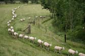 Sheep make their daily commute through the Derbyshire Peak District 