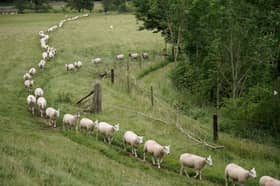 Sheep make their daily commute through the Derbyshire Peak District 