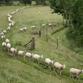 Sheep make their daily commute through the Derbyshire Peak District 