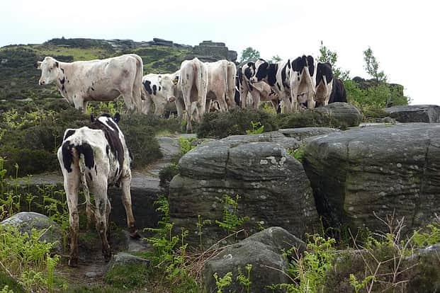 Curbar Edge cattle