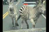 A motorist was bemused to find himself facing four zebras on the loose in North Bend, Washington, on Sunday, April 28.