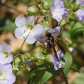 Photograph of a wasp feeding on some flowers of the Jacob's Ladder