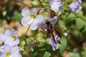 Photograph of a wasp feeding on some flowers of the Jacob's Ladder