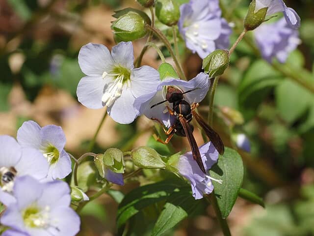 Photograph of a wasp feeding on some flowers of the Jacob's Ladder