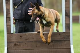 Russo, a stray Belgian Malinois, joined Nottinghamshire Police as part of a rehoming project.