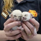 A pair of tiny fox kits, weighing 46 grams each, are being hand-reared by keepers at a safari park. 