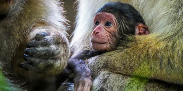 Baby Barbary macaques cuddle their mothers.