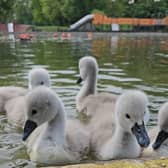 Nicole Reed is a fan of nature and frequent visitor of Markeaton Park (pictured are birds she spotted around the park during one of her previous visits) | Photo Nicole Reed 