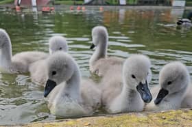 Nicole Reed is a fan of nature and frequent visitor of Markeaton Park (pictured are birds she spotted around the park during one of her previous visits) | Photo Nicole Reed 