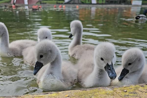 Nicole Reed is a fan of nature and frequent visitor of Markeaton Park (pictured are birds she spotted around the park during one of her previous visits) | Photo Nicole Reed 