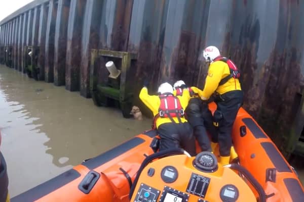 RNLI rescue dog after 14ft fall into river
