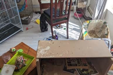 The court was told that 38 rats of mixed ages and sexes were running loose in the room, where electrical wiring and disinfectant solutions were seen, while others were in cages.